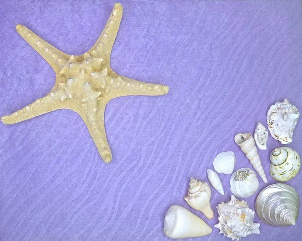 Estrella Mar Conchas Sobre Fondo Lila —  Fotos de Stock