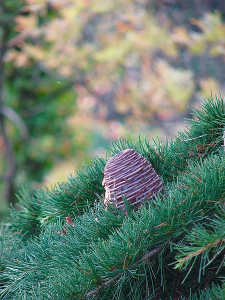 Cedrový Kužel Borovicovými Jehličkami Větvi Stromu — Stock fotografie