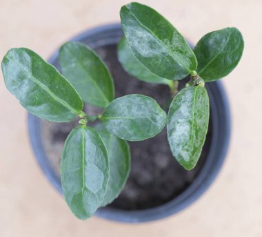 shoots of young evergreen shrubs in pots