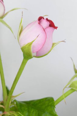 İki tonluk pembe bordo bir gülün tomurcuğu.