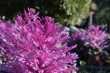 Bir manzarada çiçek tarhında pembe dekoratif lahana.