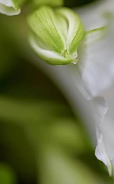 Nieotwarte Pąki Białej Alstroemerii Zielonymi Żyłami — Zdjęcie stockowe