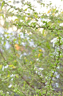 Çalıların dallarında taze yapraklar olan beyaz tomurcuklar.