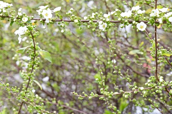 Άσπρα Μπουμπούκια Και Μπουμπούκια Νεαρά Φύλλα Στα Κλαδιά Του Θάμνου — Φωτογραφία Αρχείου