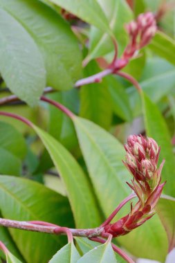 Yapraklı kırmızı-yeşil tomurcuk Her daim yeşil bir çalıda