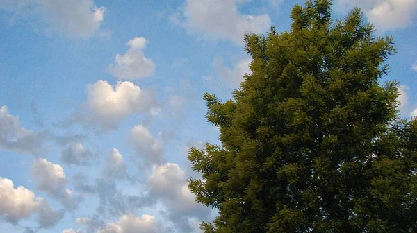 Nuvole Forma Cuore Che Svettano Albero — Foto Stock