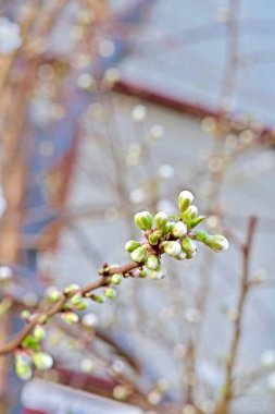 Tomurcukları olan beyaz meyve ağacı çiçeği.