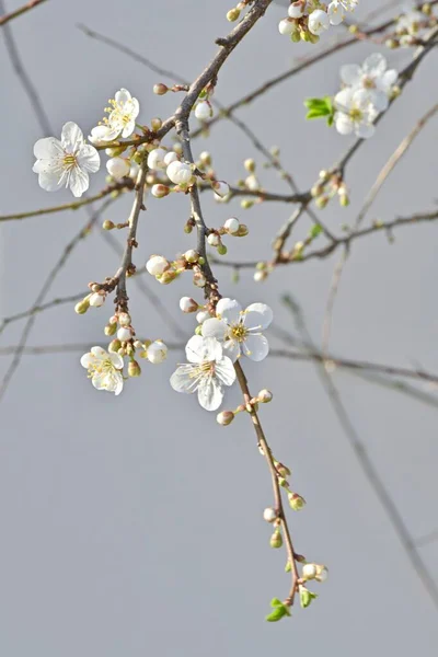 Bílá Ovocný Strom Květina Pupeny Detailní — Stock fotografie