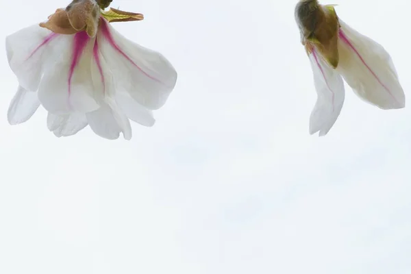 Flor Branca Magnolia Sulange Jardim Primavera — Fotografia de Stock