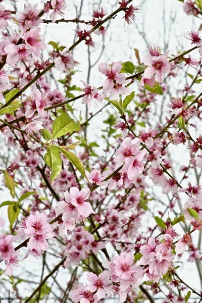 Růžová Sakura Květiny Větvi Close — Stock fotografie