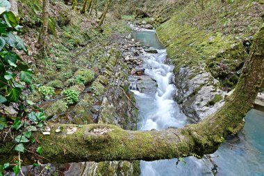 Dağ nehri. Baharda vadide küçük bir köprü.