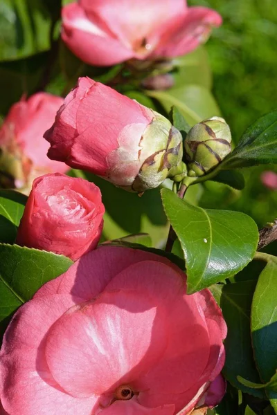 Bourgeons Camélia Rose Sur Les Branches Dans Sol Ouvert — Photo