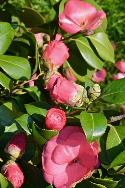 Bourgeons Camélia Rose Sur Les Branches Dans Sol Ouvert — Photo