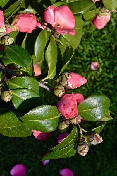 Bourgeons Camélia Rose Sur Les Branches Dans Sol Ouvert — Photo