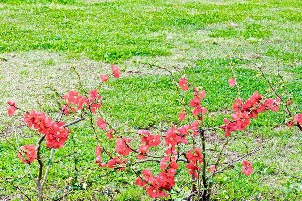 Červený Henomelis Květiny Keři Otevřeném Prostranství — Stock fotografie