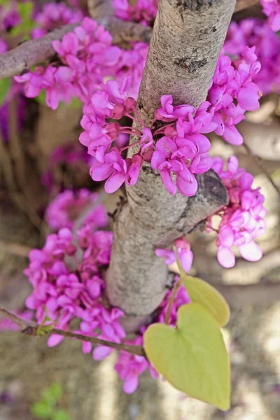 Primer Plano Flores Cercis Rosa Las Ramas — Foto de Stock