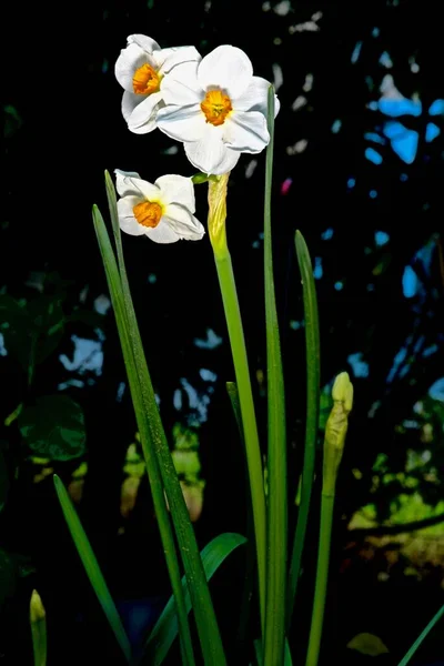 夕暮れの野外の白い水仙は — ストック写真