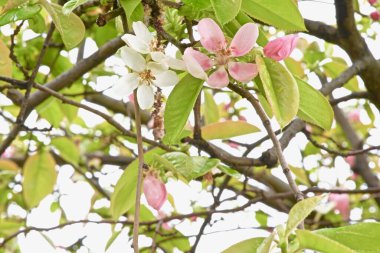 Çalı dalları üzerinde Çin Henomelerinin pembe ve beyaz çiçekleri