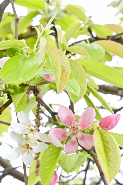 Růžové Bílé Květy Čínských Henomeles Větvích Keře — Stock fotografie