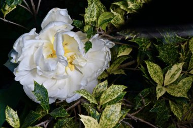Beyaz kıvırcık lalenin üst görüntüsü, Holly yapraklarıyla yakın plan.