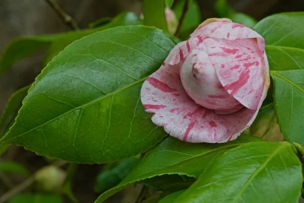 Flores Brotes Camelia Abigarrados Sobre Arbusto — Foto de Stock