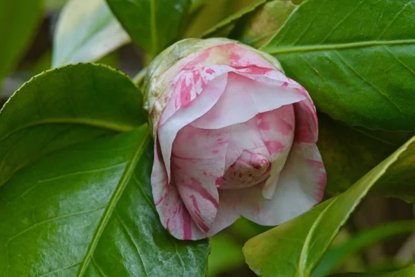 Flores Brotes Camelia Abigarrados Sobre Arbusto — Foto de Stock