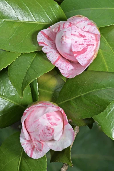 Flores Brotes Camelia Abigarrados Sobre Arbusto — Foto de Stock