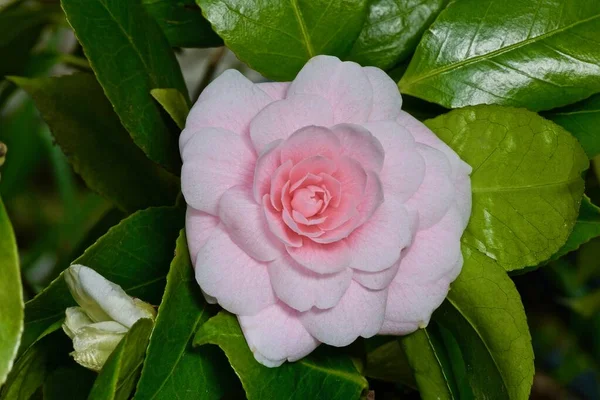 Camellia Bloemen Boomtakken Close — Stockfoto