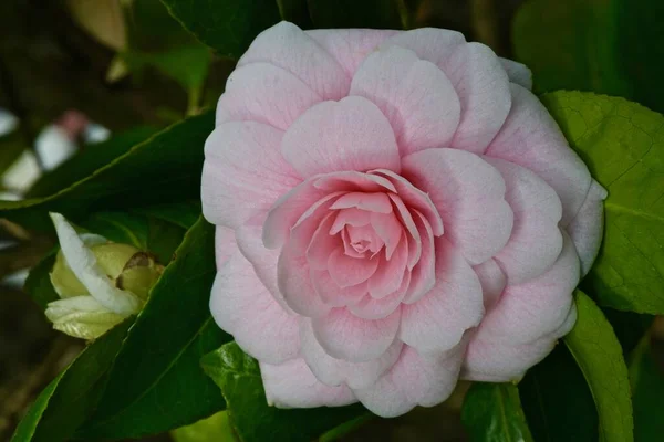 Kamelienblüten Auf Ästen Aus Nächster Nähe — Stockfoto