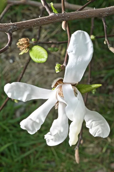 Detailní Záběr Růžové Bílé Magnólie Květy Stromě — Stock fotografie