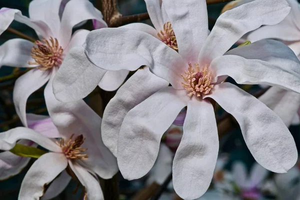 Close Van Roze Witte Magnolia Bloemen Een Boom — Stockfoto