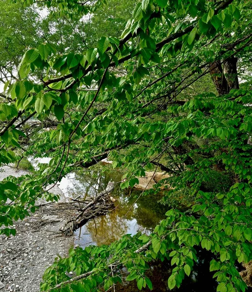 Arbres Étalant Des Branches Sur Lit Rivière — Photo