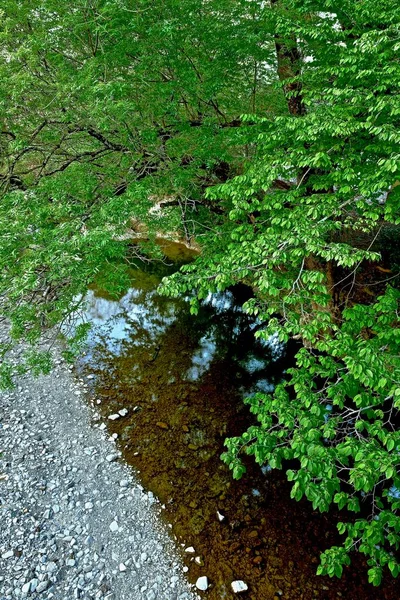 Arbres Étalant Des Branches Sur Lit Rivière — Photo