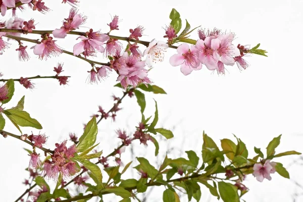 Větve Růžové Sakura Květiny Detailní — Stock fotografie