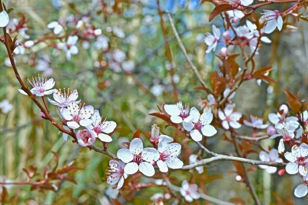 Květ Větvích Keře Prunus Cerasifera — Stock fotografie