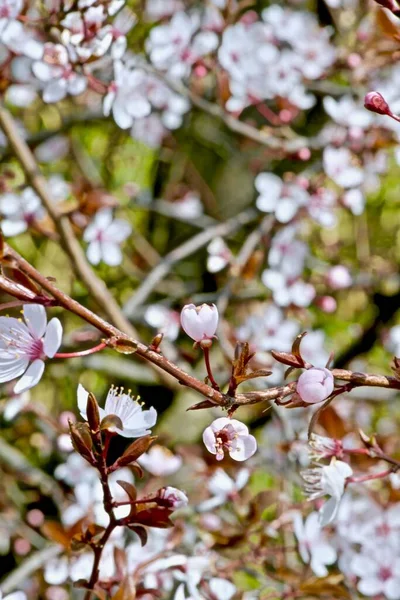 Květ Větvích Keře Prunus Cerasifera — Stock fotografie