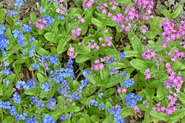 Myostis 'in açık havada mavi ve pembe çiçekleri