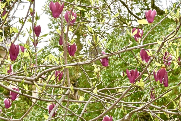 burgundy flowers of magnolia sulange on tree branches