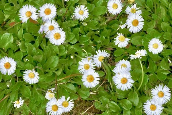 white bellis flowers in open ground