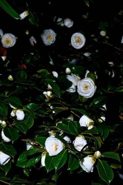 木の枝に白い椿の花 — ストック写真