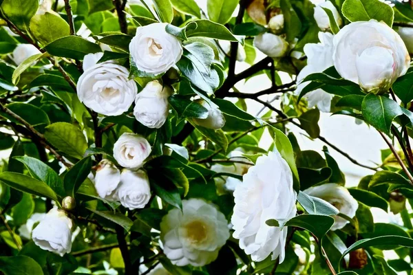 Fleurs Camélia Blanc Sur Les Branches Des Arbres — Photo