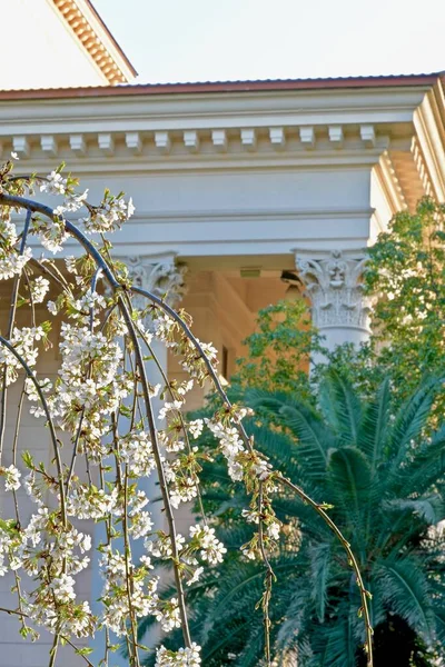 Takken Van Een Bloeiende Witte Prunus Subhirtella Achtergrond Van Palmbomen — Stockfoto