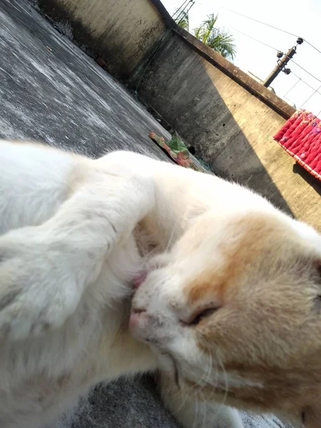 Beautiful British Cat Licking Bed Looking Camera Pet Comfortably Homely — 스톡 사진