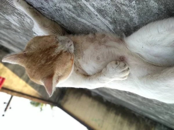 Gato Sentado Techo Del Edificio — Foto de Stock