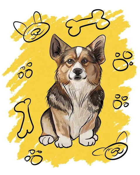 Tricolor Corgi Yellow Background — Stock Photo, Image