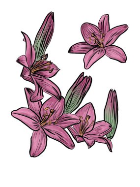 Beyaz arkaplanda izole çiçekler