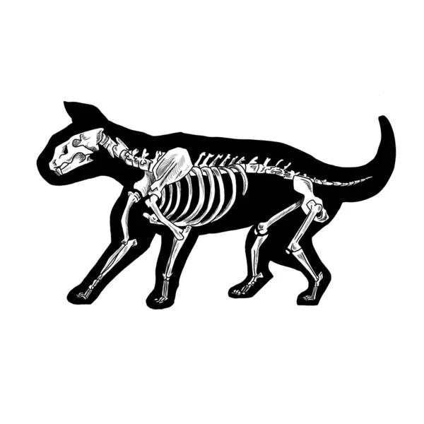 Black White Graphic Illustration Cat Silhouette Its Skeleton — 스톡 사진