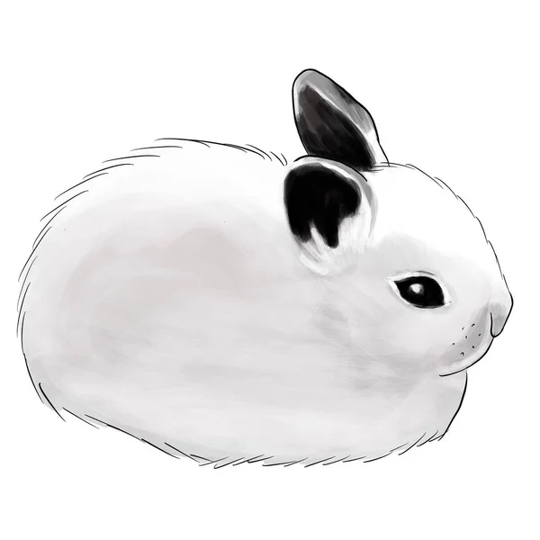 Little Fluffy White Domestic Rabbit — Stock Photo, Image