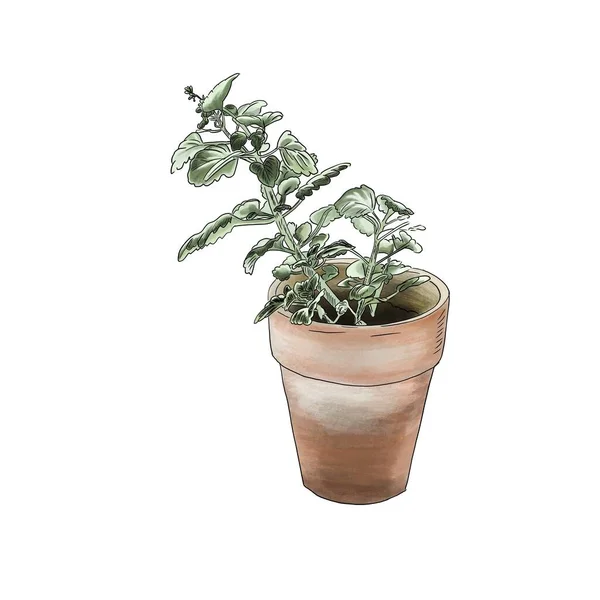 Houseplant Flower Pot — Stock Photo, Image