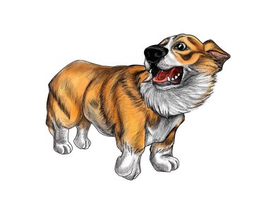 Korkak köpek. Corgi, korkunç bir şey gördü.